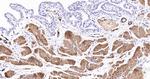 Desmin Antibody in Immunohistochemistry (Paraffin) (IHC (P))