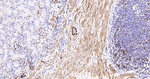 Desmin Antibody in Immunohistochemistry (Paraffin) (IHC (P))