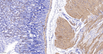 Desmin Antibody in Immunohistochemistry (Paraffin) (IHC (P))