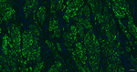 Desmin Antibody in Immunohistochemistry (Paraffin) (IHC (P))