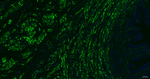 Desmin Antibody in Immunohistochemistry (Paraffin) (IHC (P))