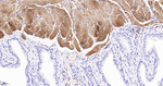Desmin Antibody in Immunohistochemistry (Paraffin) (IHC (P))