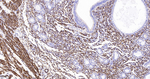 Desmin Antibody in Immunohistochemistry (Paraffin) (IHC (P))