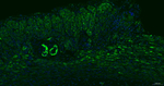 Desmin Antibody in Immunohistochemistry (Paraffin) (IHC (P))