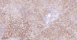 Tensin 4 Antibody in Immunohistochemistry (Paraffin) (IHC (P))