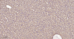 Tensin 4 Antibody in Immunohistochemistry (Paraffin) (IHC (P))
