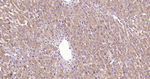 Tensin 4 Antibody in Immunohistochemistry (Paraffin) (IHC (P))