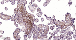 Tensin 4 Antibody in Immunohistochemistry (Paraffin) (IHC (P))