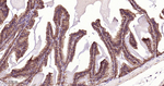 Tensin 4 Antibody in Immunohistochemistry (Paraffin) (IHC (P))