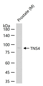 Tensin 4 Antibody in Western Blot (WB)