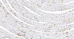Hemoglobin alpha-1 Antibody in Immunohistochemistry (Paraffin) (IHC (P))