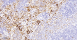 Hemoglobin alpha-1 Antibody in Immunohistochemistry (Paraffin) (IHC (P))