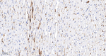 Hemoglobin alpha-1 Antibody in Immunohistochemistry (Paraffin) (IHC (P))