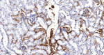 Hemoglobin alpha-1 Antibody in Immunohistochemistry (Paraffin) (IHC (P))