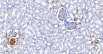 Hemoglobin alpha-1 Antibody in Immunohistochemistry (Paraffin) (IHC (P))