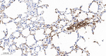 Hemoglobin alpha-1 Antibody in Immunohistochemistry (Paraffin) (IHC (P))