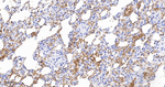 Hemoglobin alpha-1 Antibody in Immunohistochemistry (Paraffin) (IHC (P))