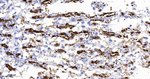 Hemoglobin alpha-1 Antibody in Immunohistochemistry (Paraffin) (IHC (P))