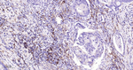HLA-DPB1 Antibody in Immunohistochemistry (Paraffin) (IHC (P))
