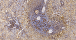 HLA-DPB1 Antibody in Immunohistochemistry (Paraffin) (IHC (P))