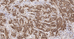HLA-DPB1 Antibody in Immunohistochemistry (Paraffin) (IHC (P))