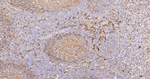 HLA-DPB1 Antibody in Immunohistochemistry (Paraffin) (IHC (P))
