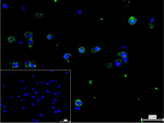 CD134 Recombinant Rabbit Monoclonal Antibody (2H6)