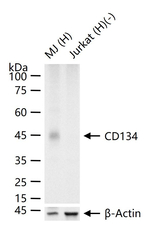 CD134 Antibody in Western Blot (WB)