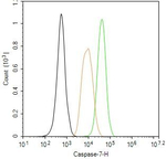 Caspase 7 Antibody in Flow Cytometry (Flow)