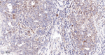 Caspase 7 Antibody in Immunohistochemistry (Paraffin) (IHC (P))