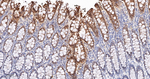 Caspase 7 Antibody in Immunohistochemistry (Paraffin) (IHC (P))