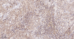 Caspase 7 Recombinant Rabbit Monoclonal Antibody (C7G8)