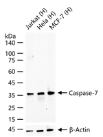 Caspase 7 Antibody in Western Blot (WB)