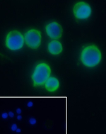 Stathmin 1 Antibody in Immunocytochemistry (ICC/IF)
