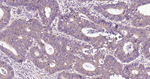 PDI Monoclonal Antibody (G5D12)