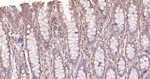PDI Antibody in Immunohistochemistry (Paraffin) (IHC (P))
