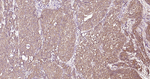 PDI Antibody in Immunohistochemistry (Paraffin) (IHC (P))