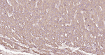 PDI Antibody in Immunohistochemistry (Paraffin) (IHC (P))