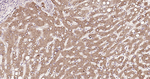 PDI Antibody in Immunohistochemistry (Paraffin) (IHC (P))