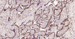 PDI Antibody in Immunohistochemistry (Paraffin) (IHC (P))