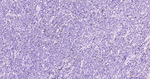 CD2 Antibody in Immunohistochemistry (Paraffin) (IHC (P))
