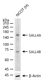 SALL4 Antibody in Western Blot (WB)