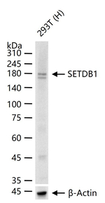 SETDB1 Antibody in Western Blot (WB)