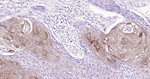 ALDH1A1 Recombinant Rabbit Monoclonal Antibody (AH12)