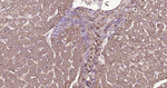 ALDH1A1 Antibody in Immunohistochemistry (Paraffin) (IHC (P))
