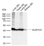 ALDH1A1 Antibody in Western Blot (WB)