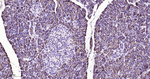 SPINK1 Antibody in Immunohistochemistry (Paraffin) (IHC (P))