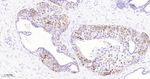 SPINK1 Recombinant Rabbit Monoclonal Antibody (E5F9)