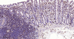 STING Antibody in Immunohistochemistry (Paraffin) (IHC (P))