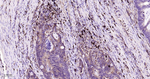 STING Antibody in Immunohistochemistry (Paraffin) (IHC (P))